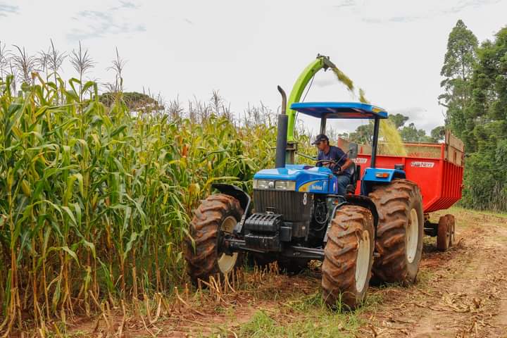 Agricultura de Tibagi distribuiu 176 sacas de milho para silagem em 2021