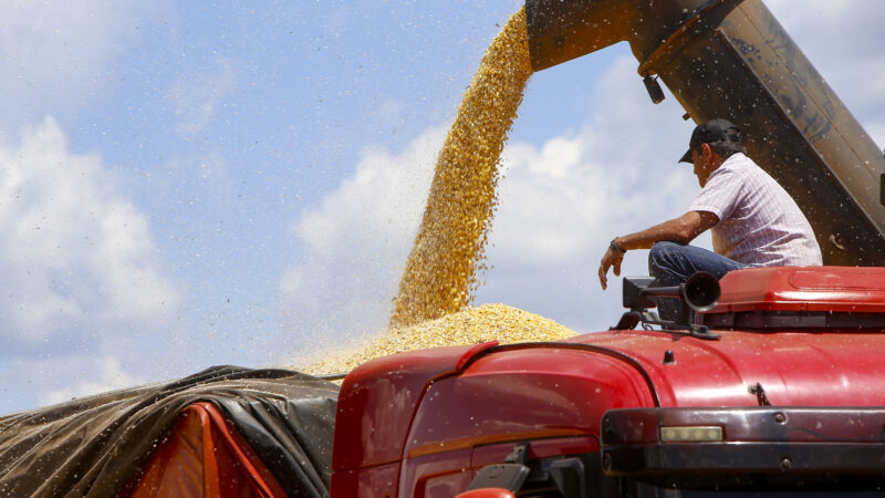 Colheita da primeira safra de milho avança no Paraná e já chega a mais de 60 mil hectares