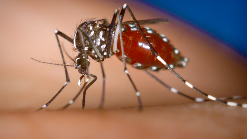 Epidemia de dengue no Estado exige colaboração de todos na eliminação dos focos