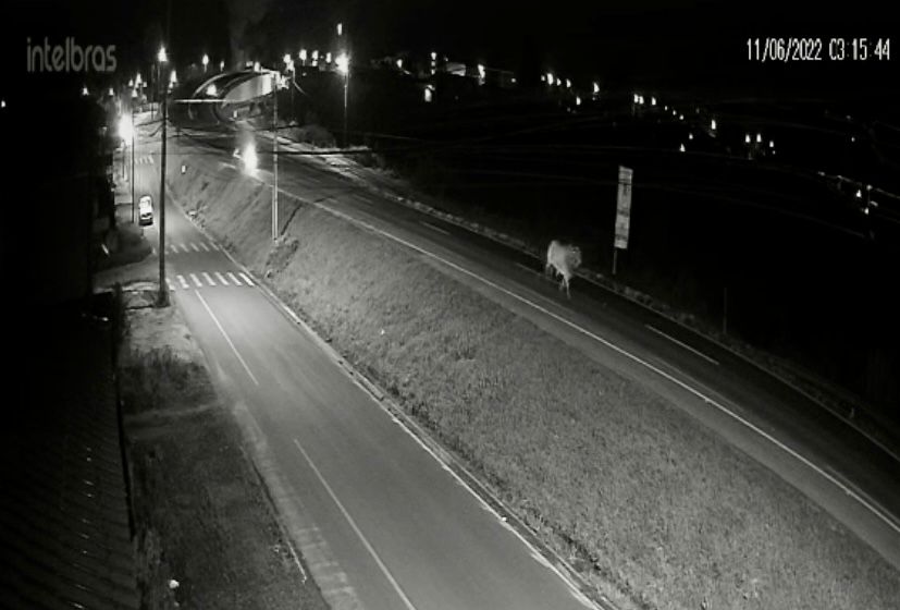 VÍDEO – Promotores de rodeio negam que boi que corria em beira da rodovia PR-151, em plena madrugada, seria deles