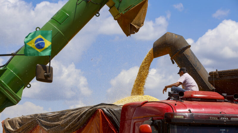 Colheita da 2ª safra de milho começa no Paraná; previsão é de 16 milhões de toneladas