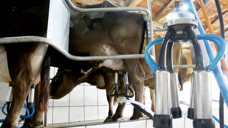 Boletim do Deral analisa reflexos dos custos de produção e do clima no preço do leite