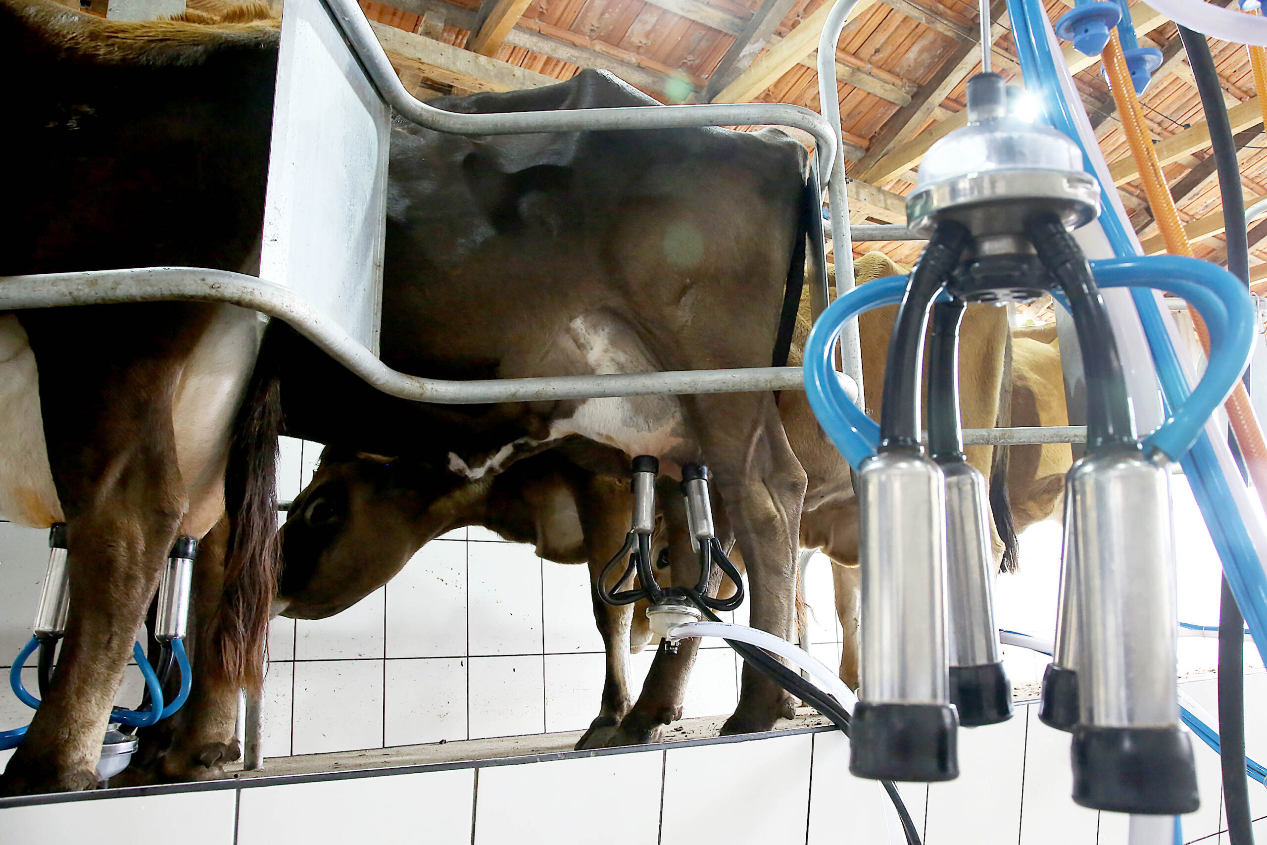 Boletim do Deral analisa reflexos dos custos de produção e do clima no preço do leite