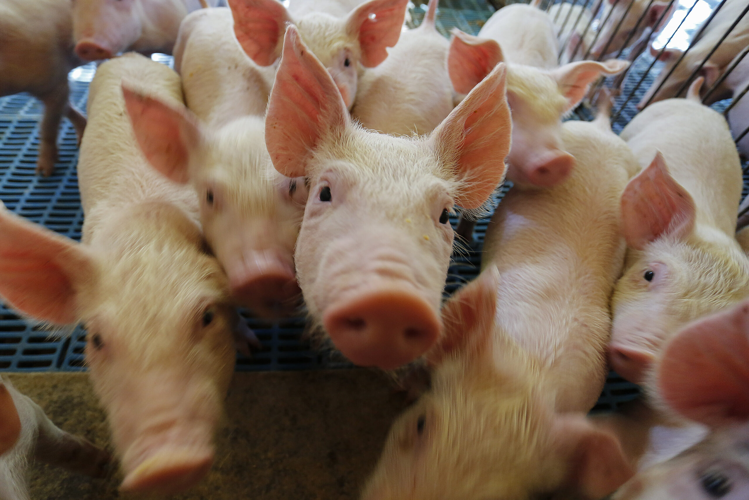 Produção de carne suína cresce 9% no PR