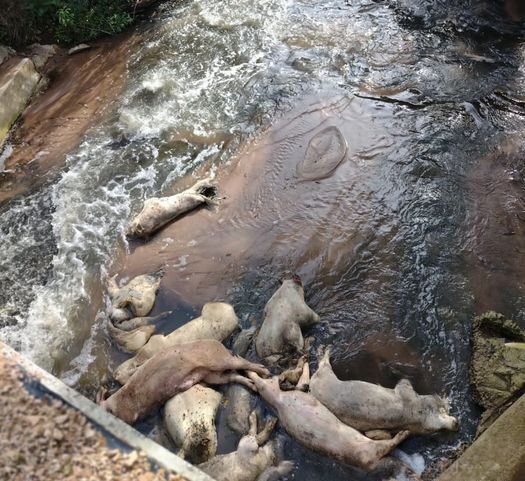 Meio ambiente de Carambeí recolhe 10 leitões descartados em rio