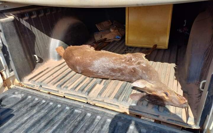 Veado-mateiro encontrado no Guararema morre por arma de fogo