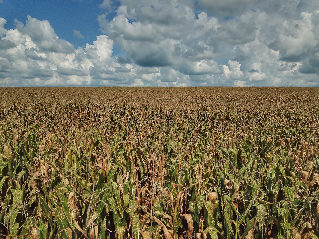 Edital que financia pesquisa sobre enfezamento do milho está com inscrições abertas até agosto