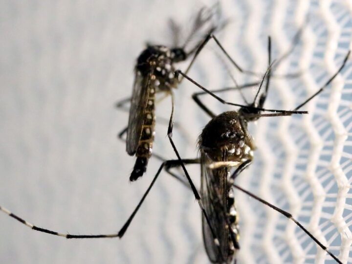 Saúde de Tibagi realiza ações em alusão ao “Dia D” do combate à dengue