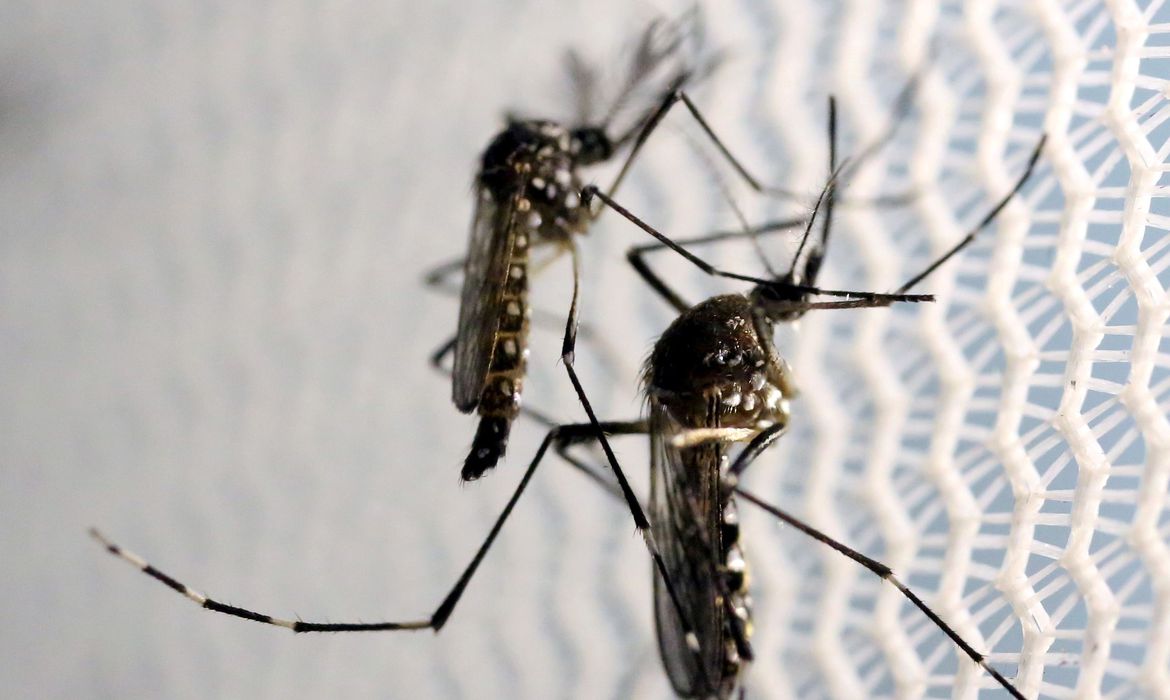 Paraná confirma mais 5.711 novos casos de dengue