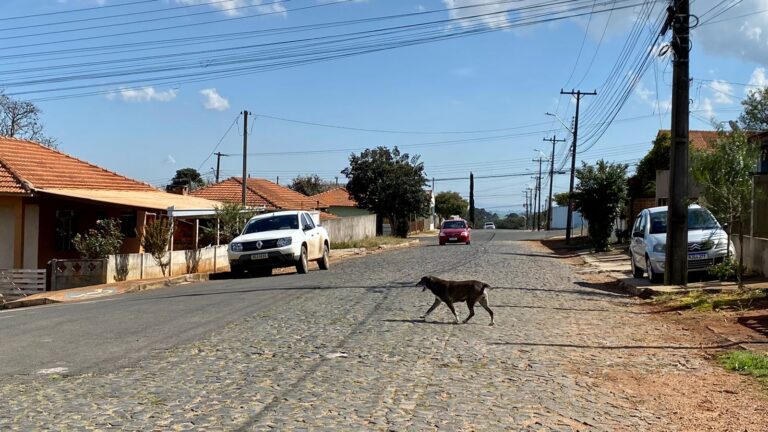 Carambeí inicia Programa Municipal de Castração Animal