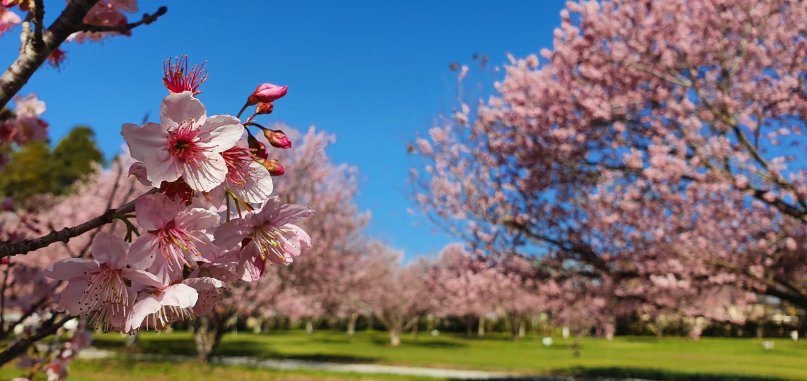Festa das Cerejeiras espera público superior a 6 mil pessoas neste sábado e domingo