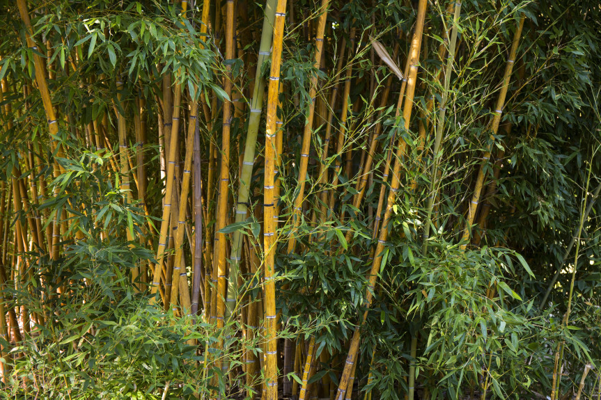 Paraná é o primeiro estado a incentivar o plantio do bambu