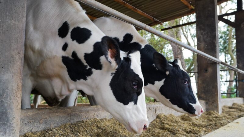 Frísia amplia atividades e inicia atuação com bovinocultura de corte
