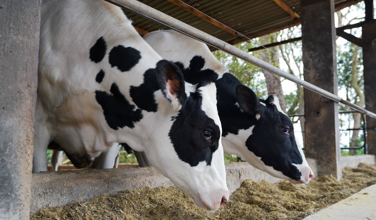 Frísia amplia atividades e inicia atuação com bovinocultura de corte