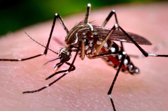 Saúde confirma mais 56 casos de dengue no Paraná