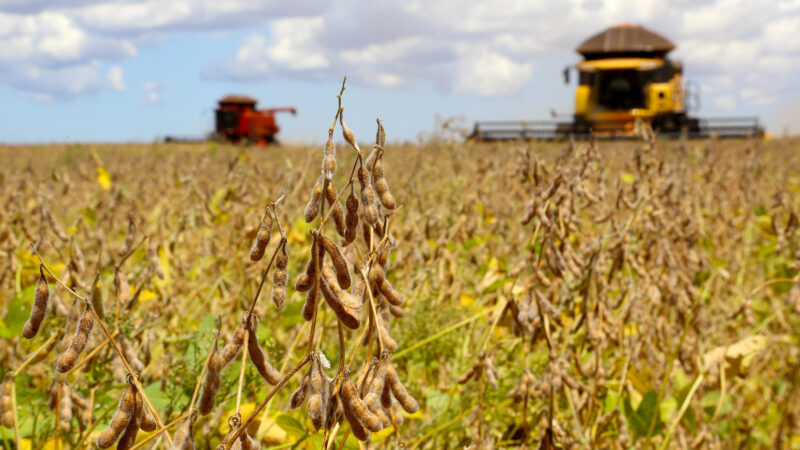 Plantio de soja avança no Paraná e chega a 15% da área esperada, aponta Deral