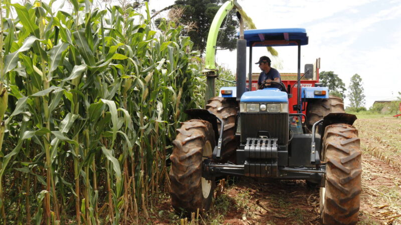 Agricultura de Tibagi disponibiliza sementes de milho para silagem
