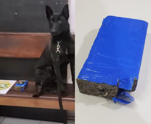 Cão da PM auxilia na apreensão de drogas