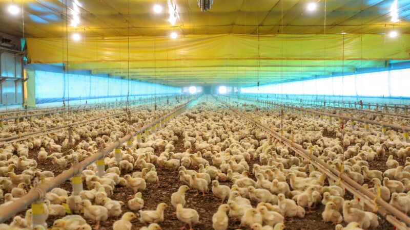 Com notificações internacionais, Paraná reforça ações de prevenção da influenza aviária