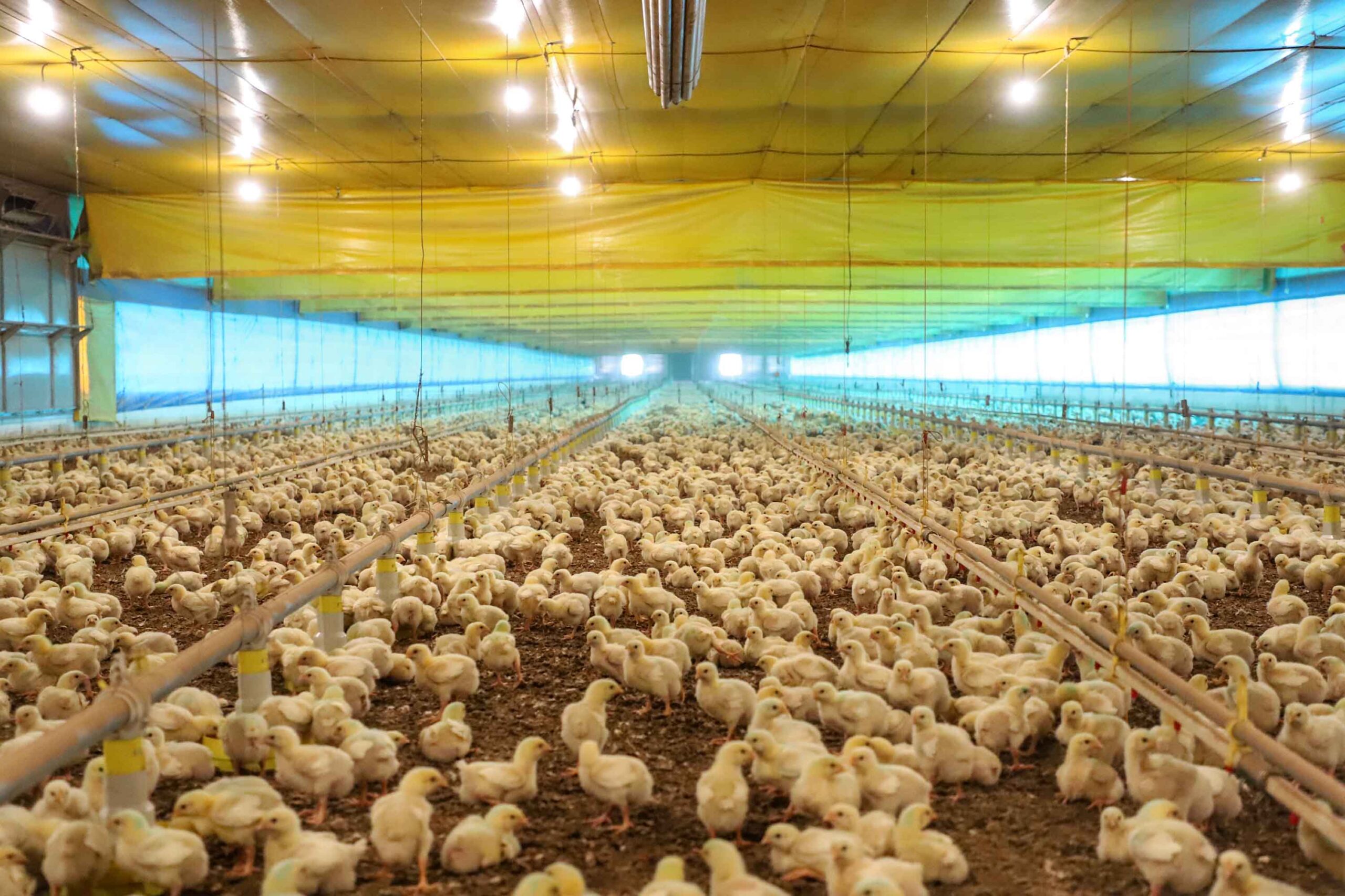 Com notificações internacionais, Paraná reforça ações de prevenção da influenza aviária
