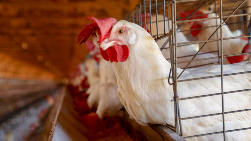 Adapar emite Nota Técnica sobre influenza aviária e orienta produtores