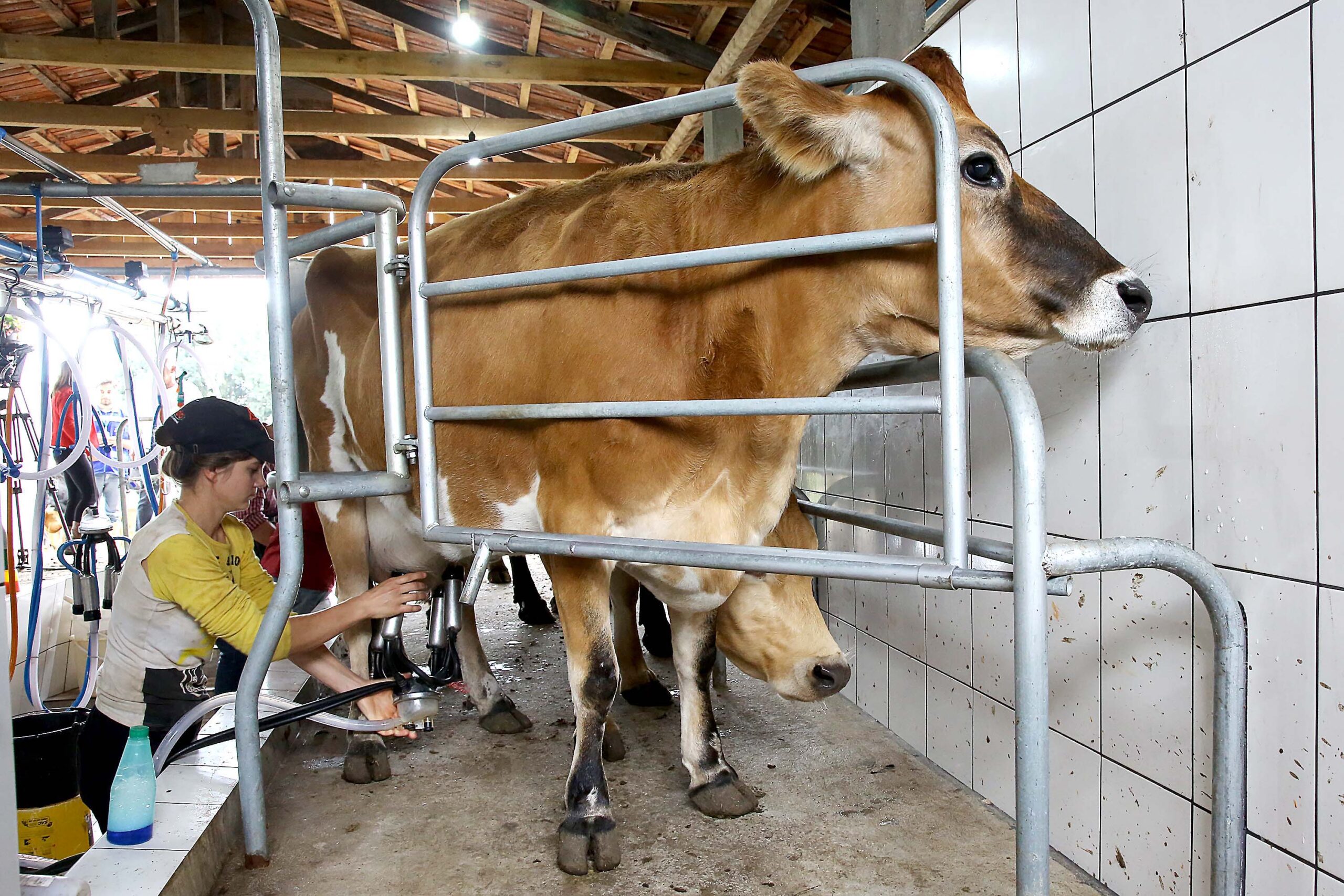 Pressão dos custos reduz e produtores de leite terminam ano em melhores condições no Paraná