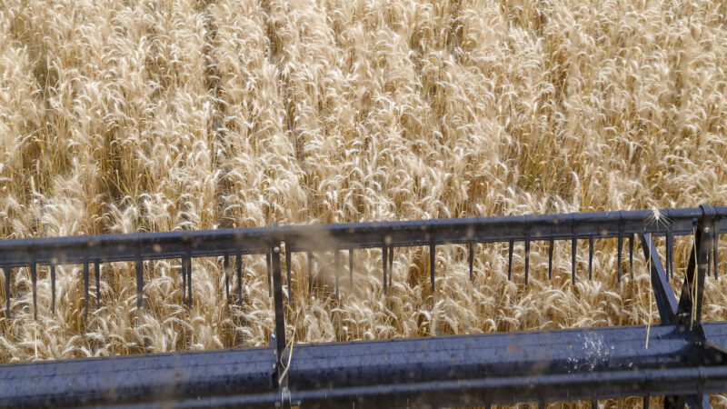 Recorde na produção de trigo puxa queda no preço de farinhas especiais e pães
