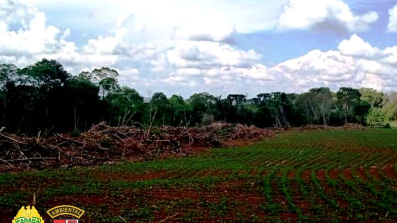 Duas propriedades são autuadas em mais de R$140 mil por corte de árvores nativas e araucárias