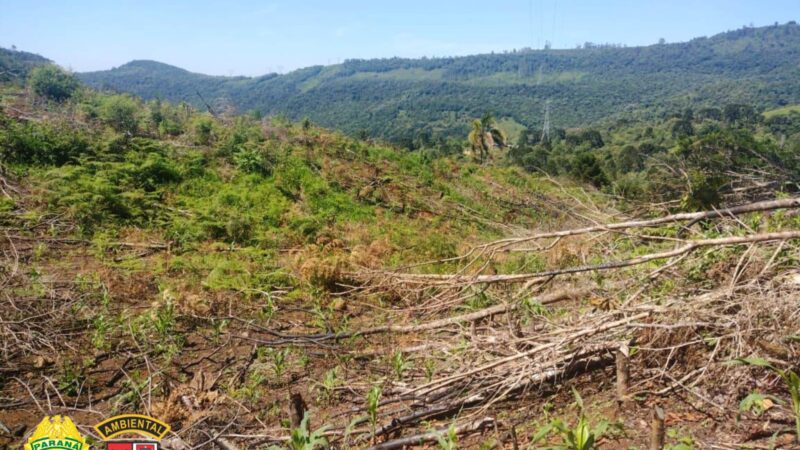 Corte de quase 20 hectares de vegetação nativa resulta em multa de R$272 mil