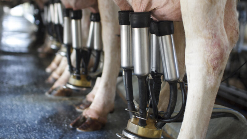 Tecnologia x aumento da qualidade e produção leiteira na Cooperativa Castrolanda