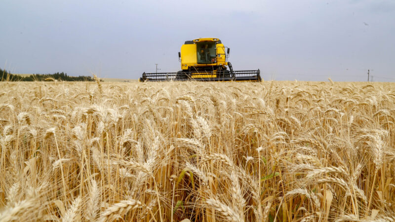 Produção recorde brasileira de trigo reflete em queda no preço de farinhas especiais e pão