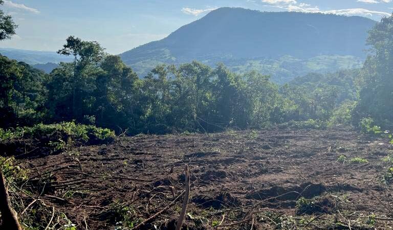 Instituto Água e Terra impede desmatamento de grandes proporções no Norte do Paraná