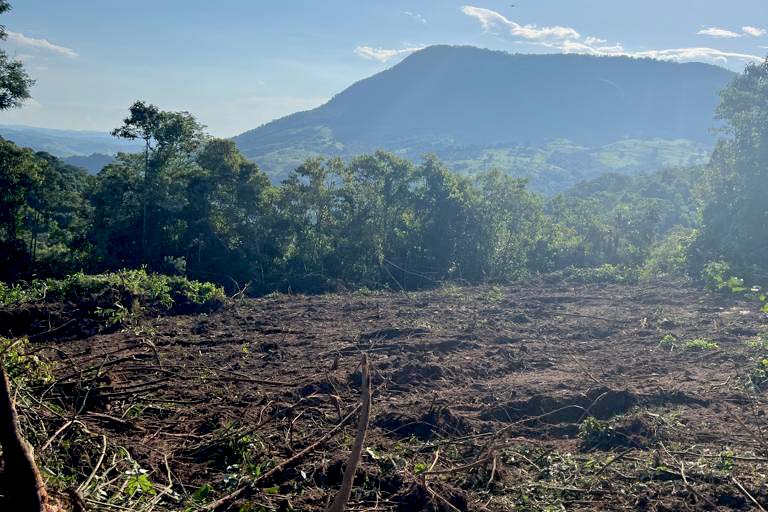 Instituto Água e Terra impede desmatamento de grandes proporções no Norte do Paraná