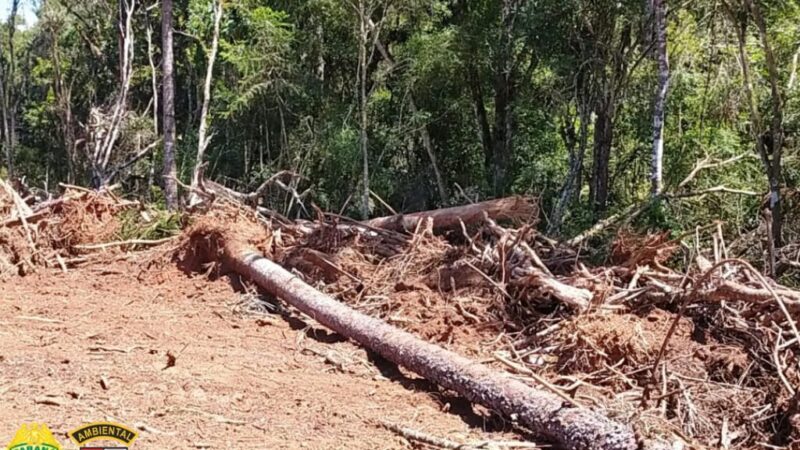 Duas ocorrências de corte ilegal de árvores são registradas pela Força Verde