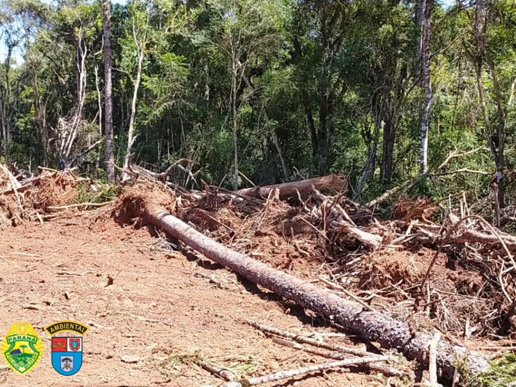 Duas ocorrências de corte ilegal de árvores são registradas pela Força Verde