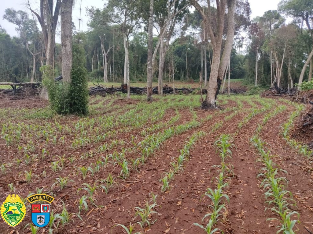 Homem é multado ao plantar em área embargada