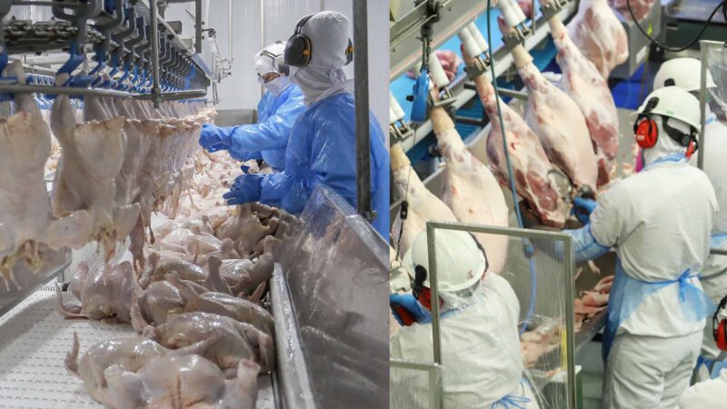 Paraná liderou produção nacional de frangos em 2022; indústria de suínos também cresceu