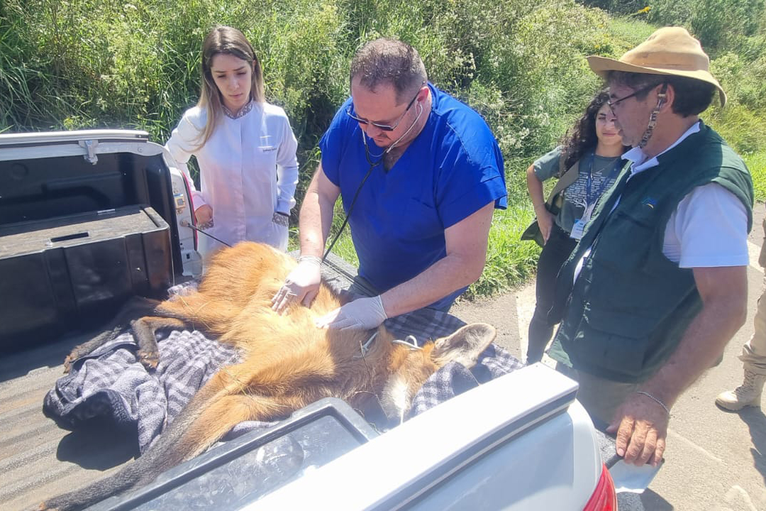 Equipe do IAT resgata lobo-guará atropelado em rodovia dos Campos Gerais