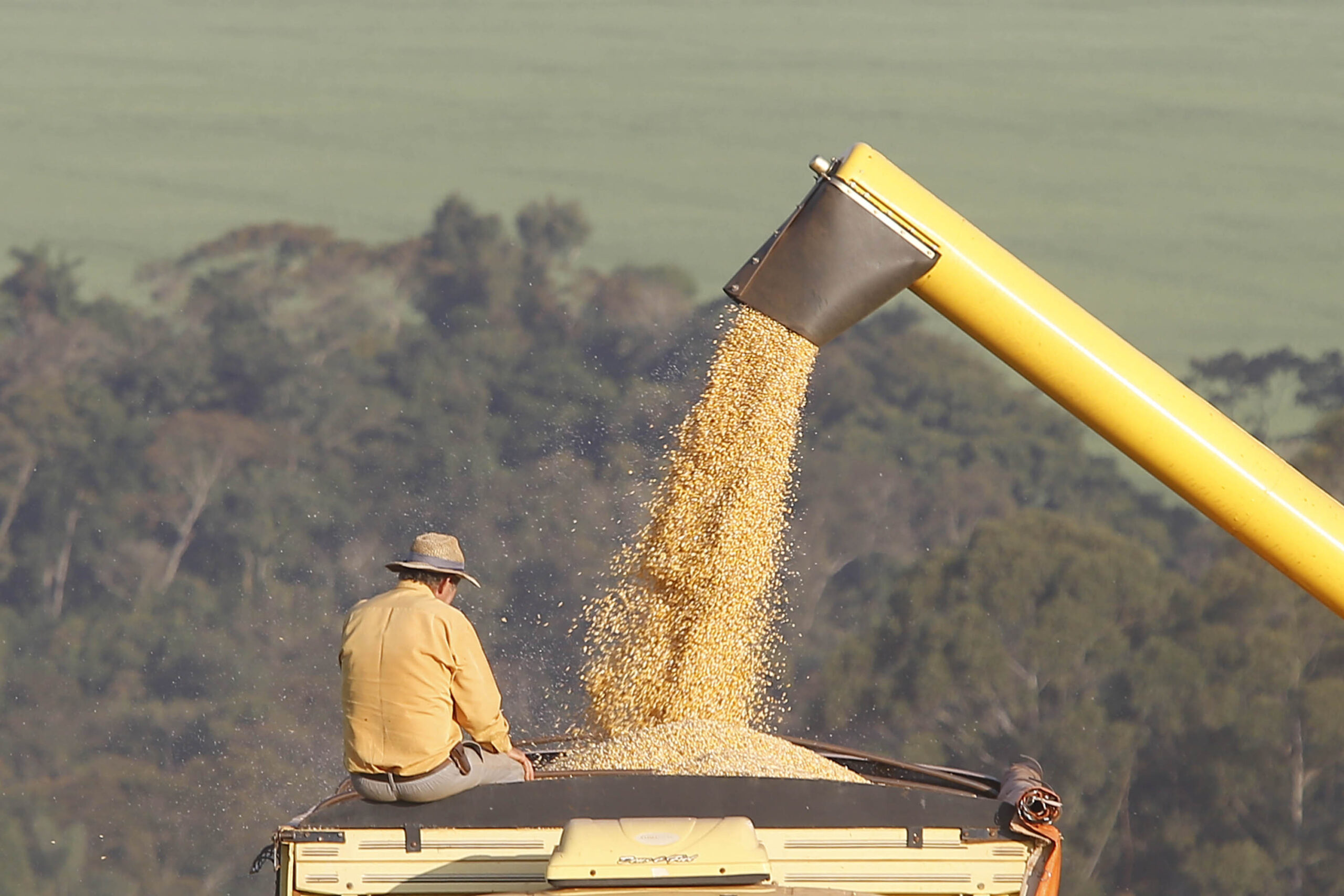 Com soja recorde, safra de grãos 2022/23 no Paraná pode chegar a 47,12 milhões de toneladas