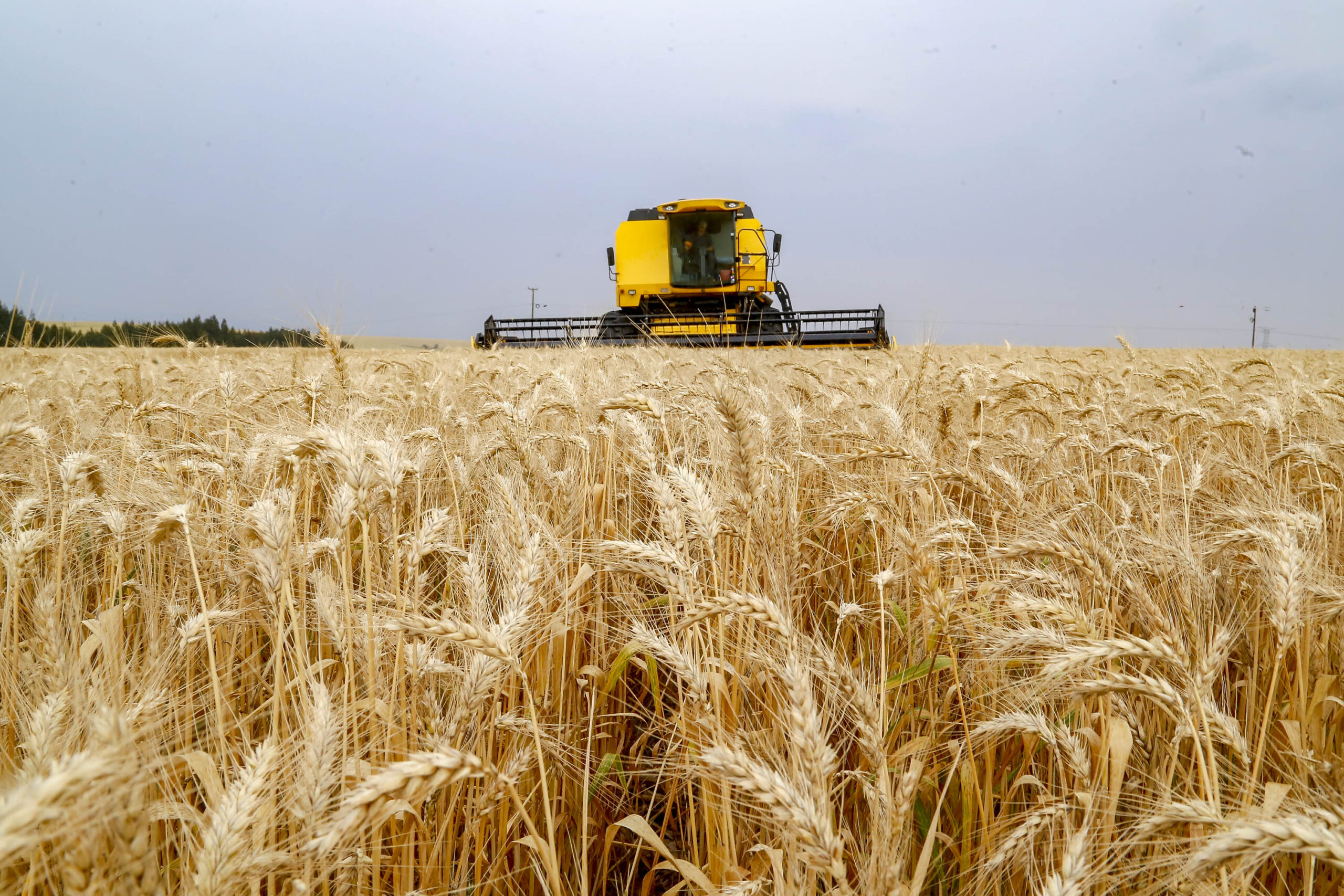 Plantio de trigo começa pela região Norte do Estado