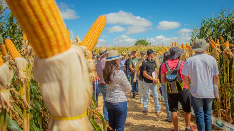 Agronomia e Zootecnia realizam dia de campo na Fazenda Escola da UEPG