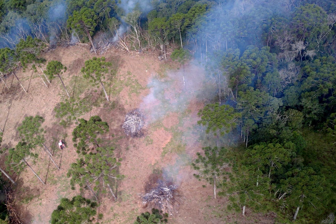 Estado aplica R$ 3,6 milhões em multas por desmatamento de 462 hectares nos Campos Gerais