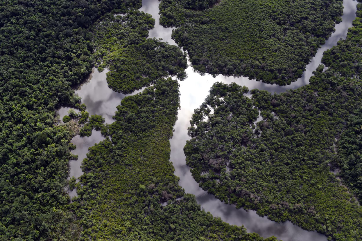 Paraná foi o estado que mais reduziu o desmatamento da Mata Atlântica