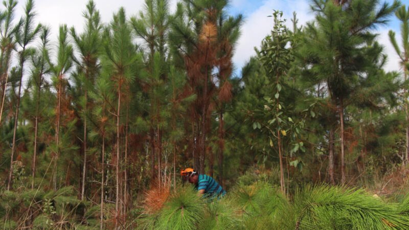 IAT abre consulta pública sobre regulamentação do cultivo de pinus e plantas exóticas invasoras