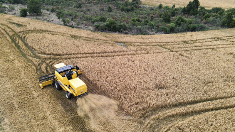 Paraná tem leve aumento nas exportações de trigo