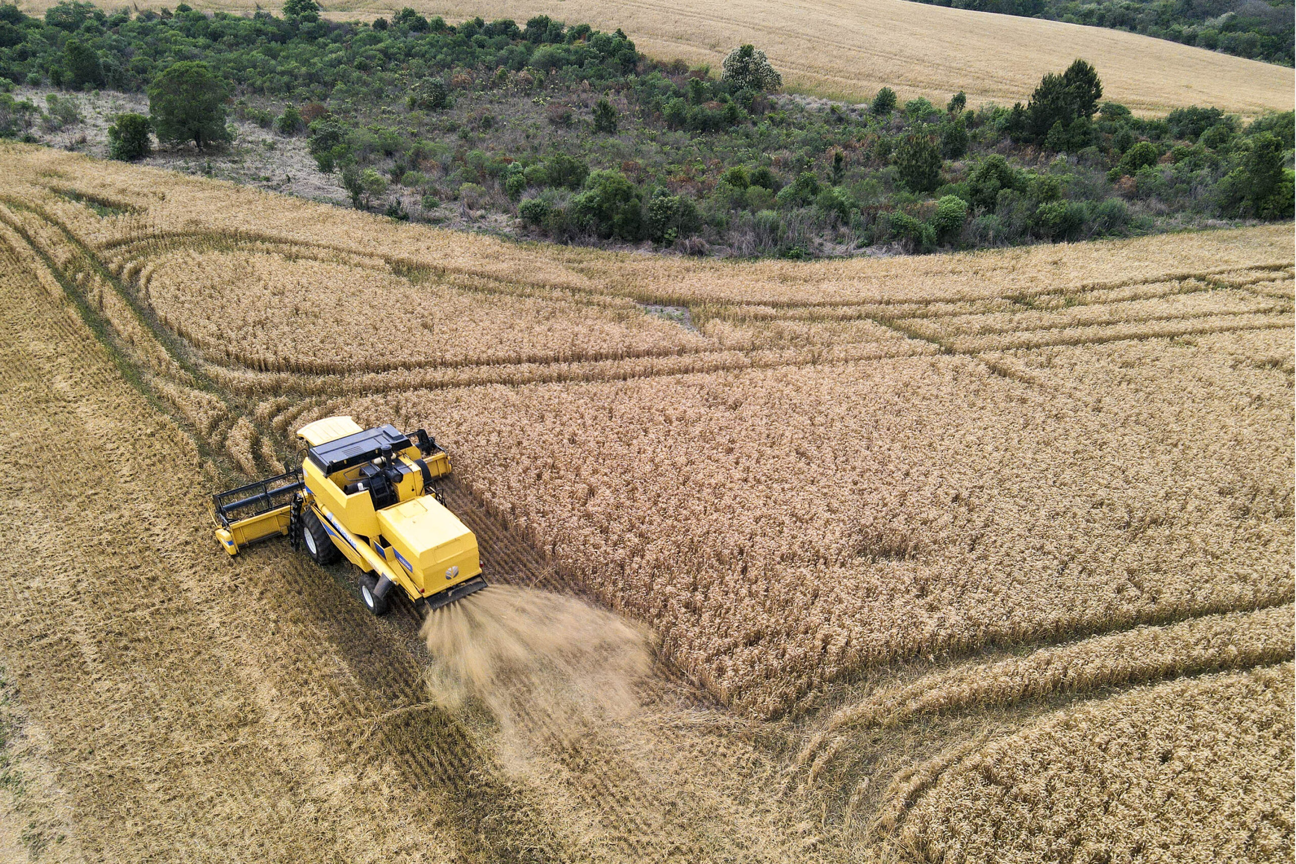 Paraná tem leve aumento nas exportações de trigo