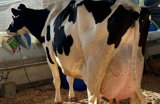 Vaca Poesia, nascida em Castro, quebra recorde e desbanca Baleia na produção de leite