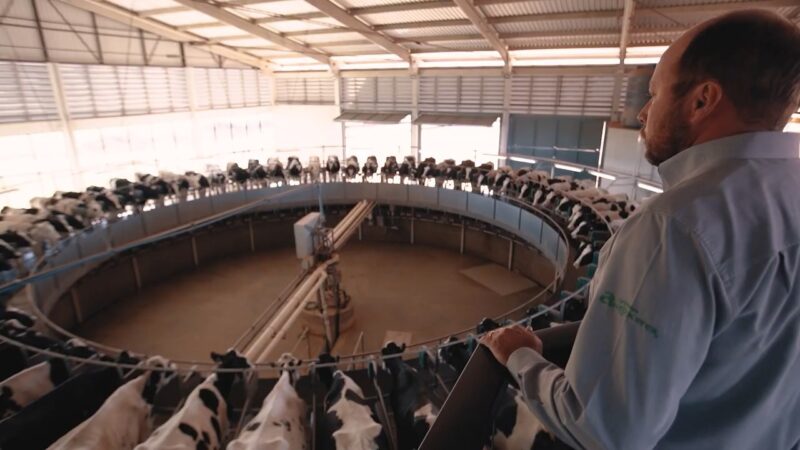 NO AGROLEITE 2023: Público poderá conhecer propriedades de pecuária leiteira através de visitas programadas