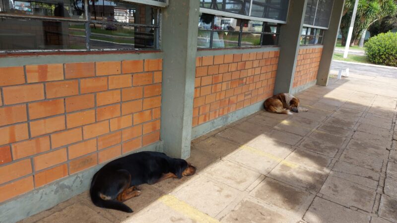 Mais de 30 cachorros abandonados em colégio de Castro, preocupa