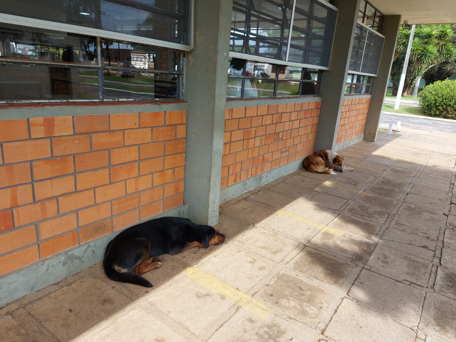 Mais de 30 cachorros abandonados em colégio de Castro, preocupa